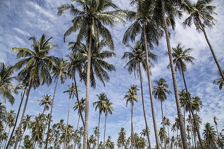 palm, tree, trees, palm tree, palm trees, tropical, beach