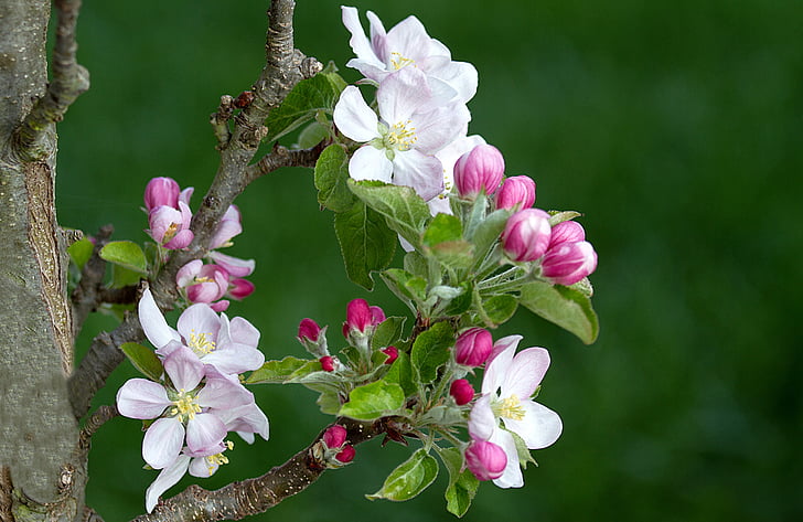 Virágszálnak Apple, almafa, Apple tree virágok, Blossom, Bloom, tavaszi, gyümölcsös