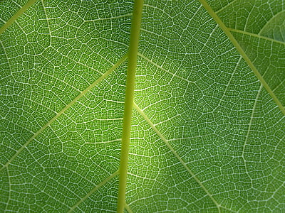 leaf, plant background, ramifications, abstract background, texture, plant architecture, natural texture