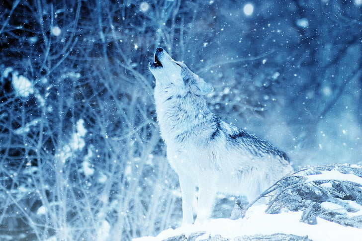 wolf, howl, animal, snow, art, vintage, winter