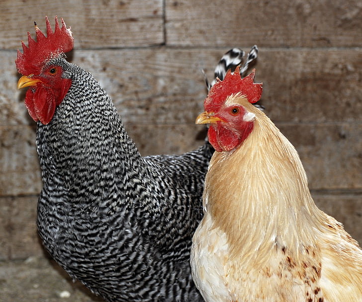 pollo, azienda agricola, pollame, Addio al nubilato, rurale, uccello, agricoltura