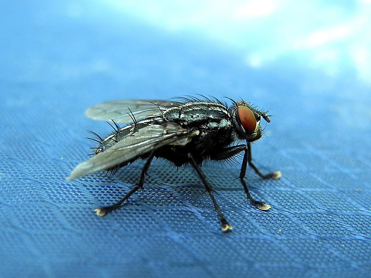 voar, mosca doméstica, deve, asas, inseto, macro, close-up