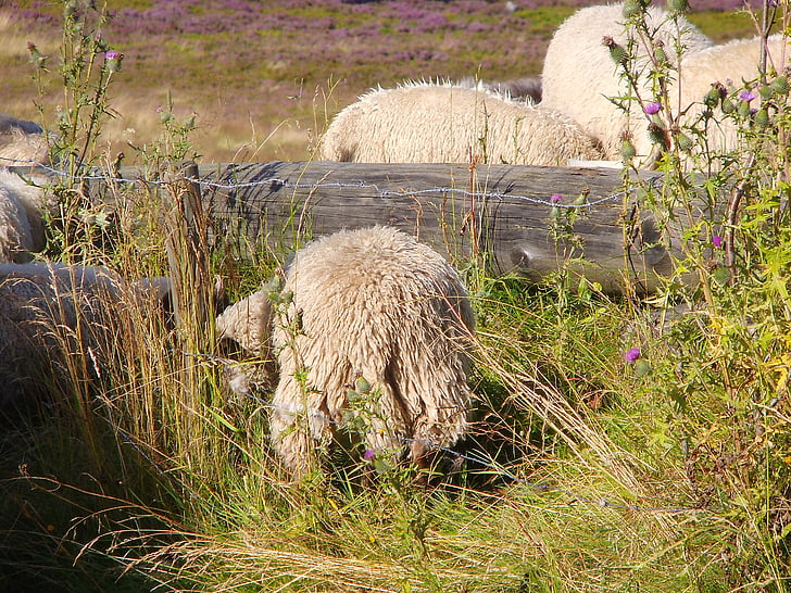 animal, moutons, Willingen, laine
