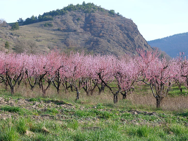 táj, természet, gyümölcsös, tavaszi, virágzás, Haute-provence, rózsaszín fák