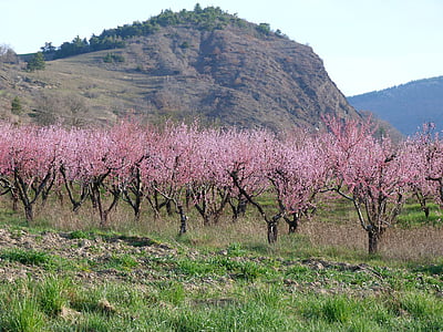 krajina, Příroda, Ovocný sad, jaro, kvetoucí, Haute provence, stromy, růžová