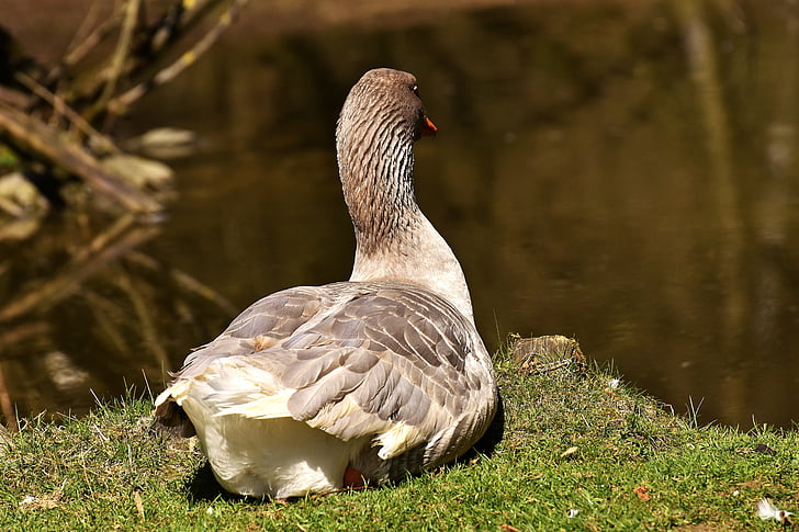 goose, bird water, concerns, relaxed, bank, plumage, one animal