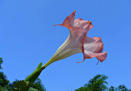 persikka enkelin trumpetti, lohen enkelin trumpetti, Brugmansia versicolor, Solanaceae, Mollis kukka, kodagu, Intia