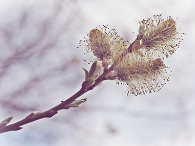 pussy willow, rama, primavera, naturaleza, flor, floración, invernadero de pastoreo