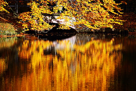 dedaunan jatuh, musim gugur, perairan, air, mirroring, warna musim gugur, refleksi