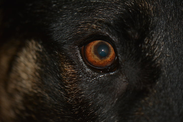 oog, oog van de hond, bruine hond oog