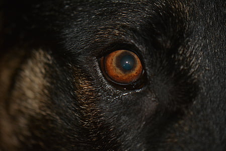 öga, hund öga, brun hund öga