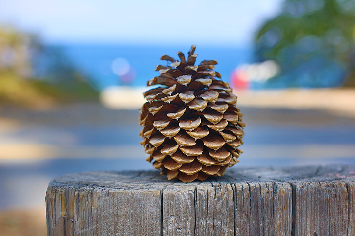 pinecone, Lake tahoe, Tahoe, fenyő, természet, a szabadban, életmód