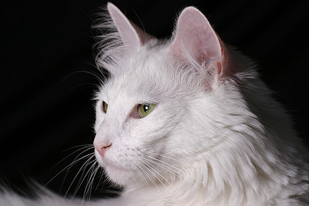 kass, Angoora, kassipoeg, valge, puhast tõugu, PET, võluv