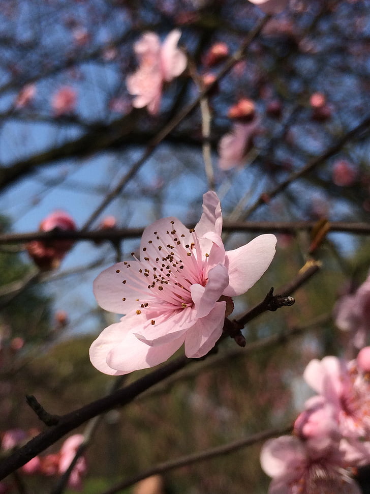 spring, plum blossom, blue sky, flower, red, close-up