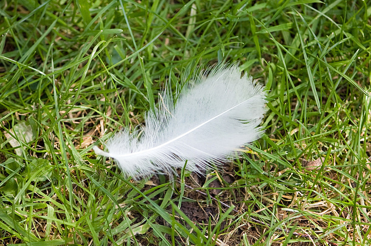 feather, white, lucky, grass, outdoors, nature