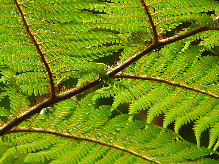 Tree fern, Fern, Dicksonia antarctica, plant, varens, groen, blad
