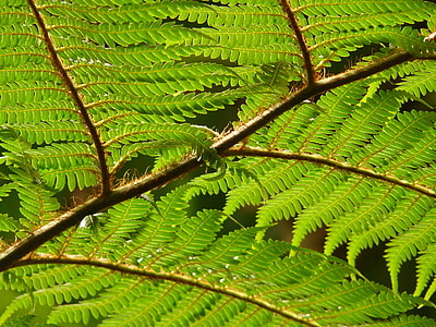 tree fern, fern, dicksonia antarctica, plant, ferns, green, leaf