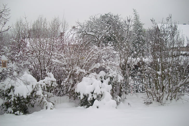 neve, floco de neve, Inverno, árvore, natureza, frio - temperatura, geada