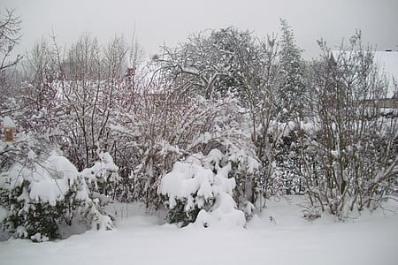 snö, snöflinga, vinter, träd, naturen, kalla - temperatur, Frost