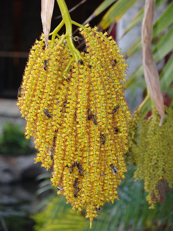 planta, abelhas, amarelo, Maui