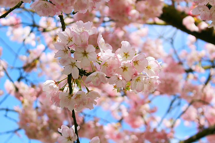 žydinčios japoniškos sakuros, pavasarį, rožinė, žiedų, gėlė, Gamta, medis