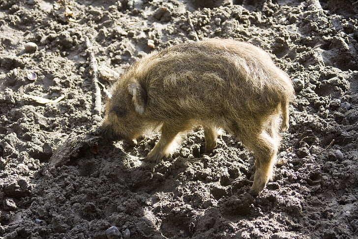 Free photo: wild boar, launchy, boar, wildlife park, forestry, hunting |  Hippopx