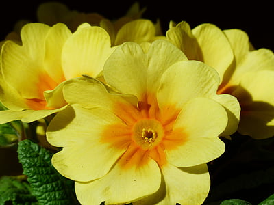 Primrose, kukka, Blossom, Bloom, keltainen, Primula, Primrose kasvihuonekaasujen