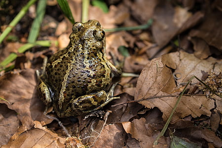 toad, forest, leaves, autumn, aquatic animal, frog, close
