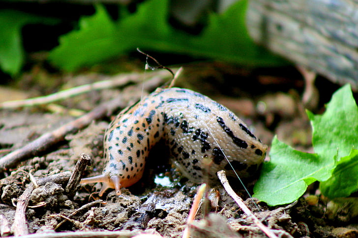 slug, insect, snail, nature, animal, bug, crawl