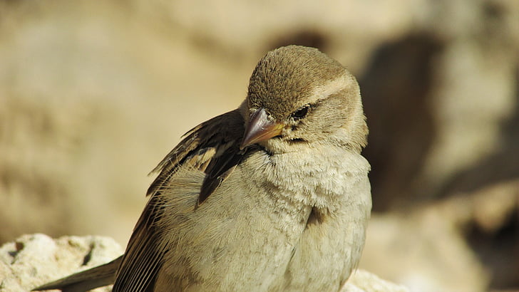 Sparrow, Kypr, Ayia napa, pták, Příroda, zvíře, Fauna