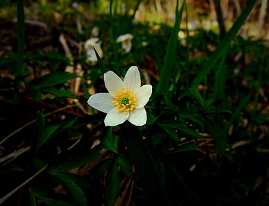 træ anemone, forår, forårsblomst, blomst, tegn på forår, foråret plante, hvid blomst