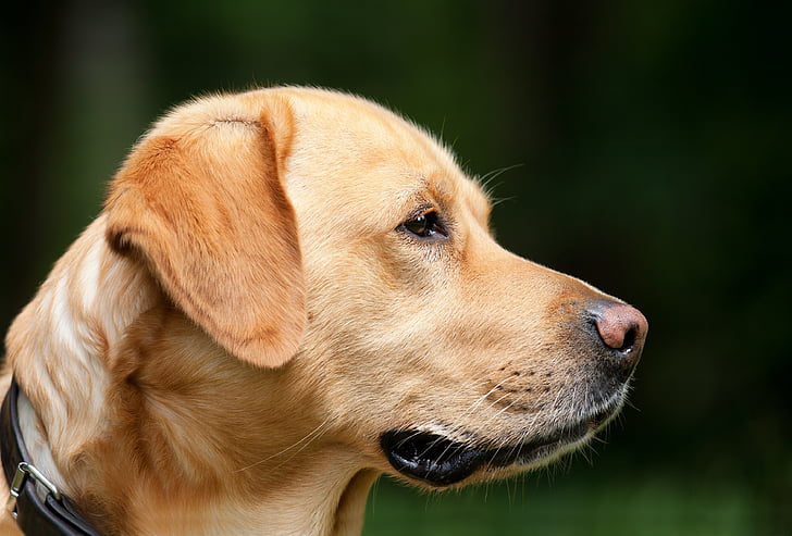 hunden, Labrador, lys brun, kjæledyr, hundeportrait, hunden hodet, i den