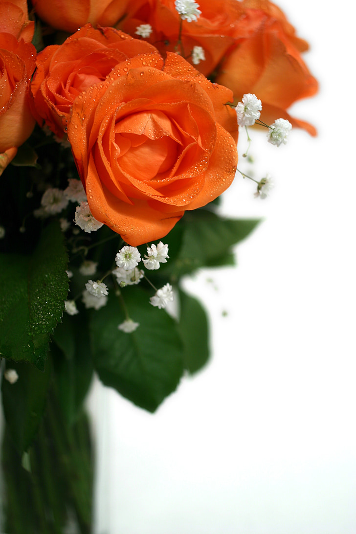 rosas, buquê, casamento, Strauss, Parabéns, buquê de rosas, rosa - flor