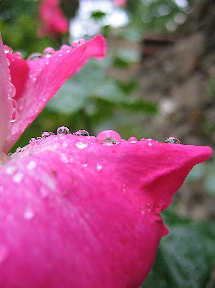 pink, drop of water, rosebush, dew, rain, petal, flower