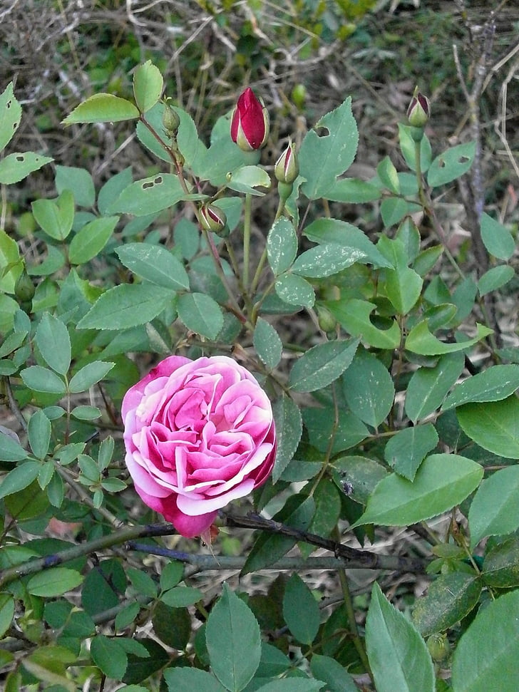 Rózsa, négy évszak rose, rózsaszín virág, természet, növény, Rose - virág, virág