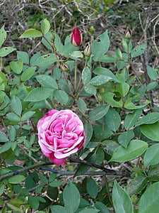 levantou-se, Rosa de quatro estações, flor-de-rosa, natureza, planta, rosa - flor, flor
