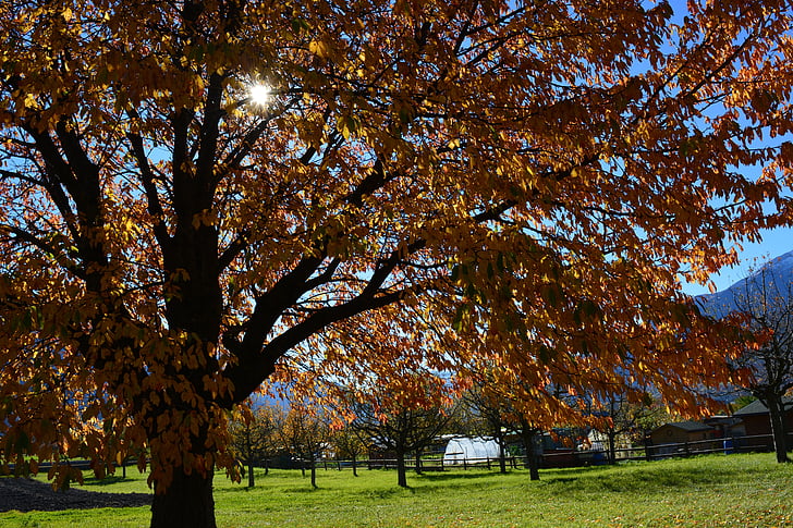 jesen lišće, drvo, Sunce, livada, Zlatna jesen, jesen, Jesenski krajolik