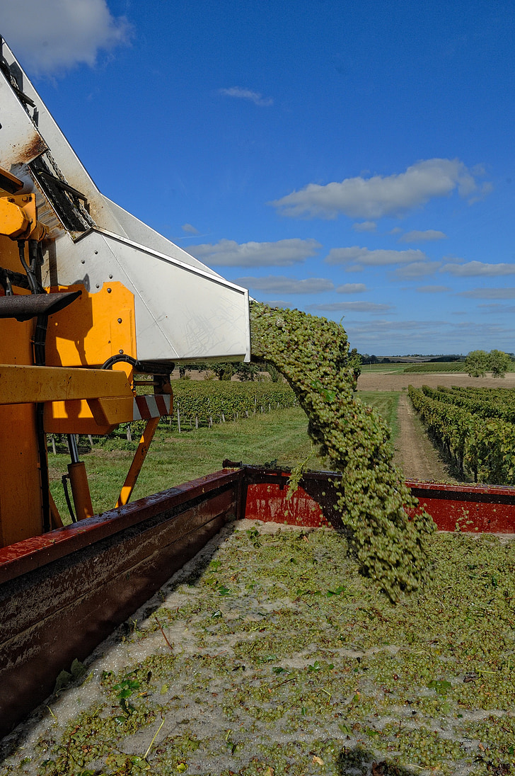 moisson, vignes, Agriculture, viticulture, machine de récolte de raisin, tracteur, machines agricoles