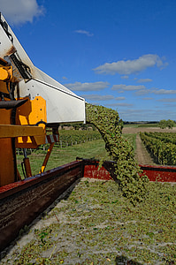 žetva, vinova loza, Poljoprivreda, vinogradarstvo, berba za grožđa, traktor, Poljoprivredna mehanizacija