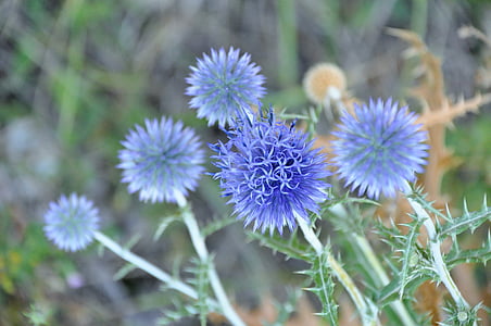 Distel, blaue Distel, Sommer, Natur, Blumen, Federkiele, Wilde Blume