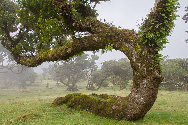 bosque de laurisilva, árbol del laurel, Madeira, árbol viejo, árbol, naturaleza, al aire libre