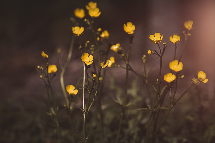 a Buttercup, virágok, hahnenfußgewächs, sárga, Blossom, Bloom, nyári