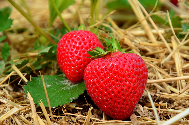 fruit, strawberry, field, fruits, summer, delicious
