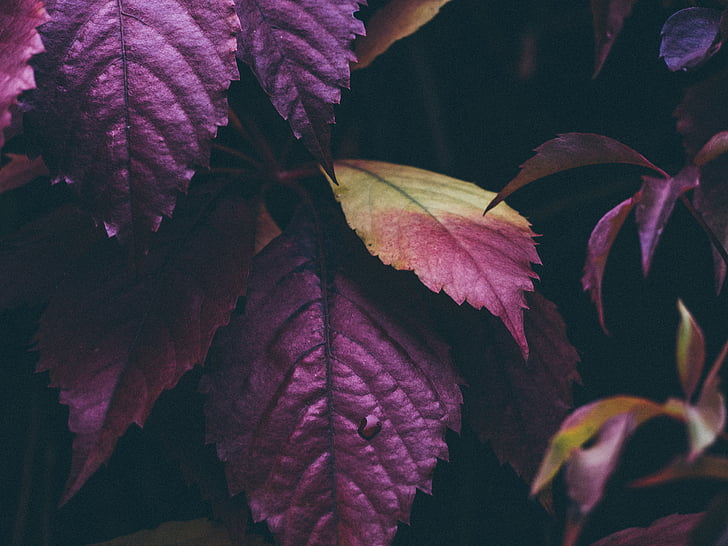 purple, green, leaves, plants, trees, nature, fall
