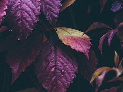 ungu, hijau, daun, tanaman, pohon, alam, musim gugur
