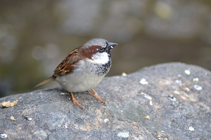 close, bird, sparrow, plumage, sperling, nature