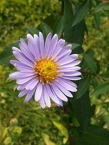 aster, wild flower, yellow, blossom, bloom, nature, violet