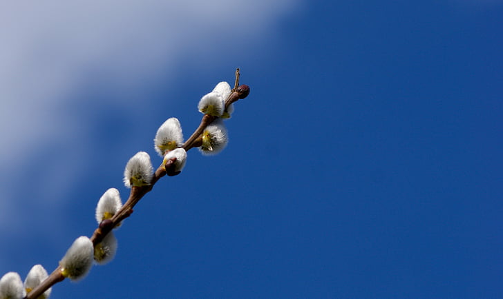 pussy willow, blue, spring, sky, branches, fluffy, hairy