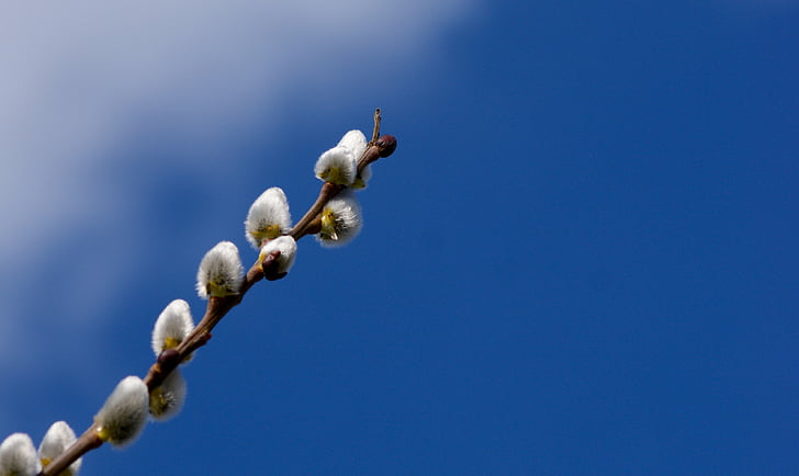 sälg, blå, våren, Sky, grenar, fluffiga, Hårig