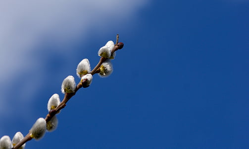 pussy willow, blue, spring, sky, branches, fluffy, hairy